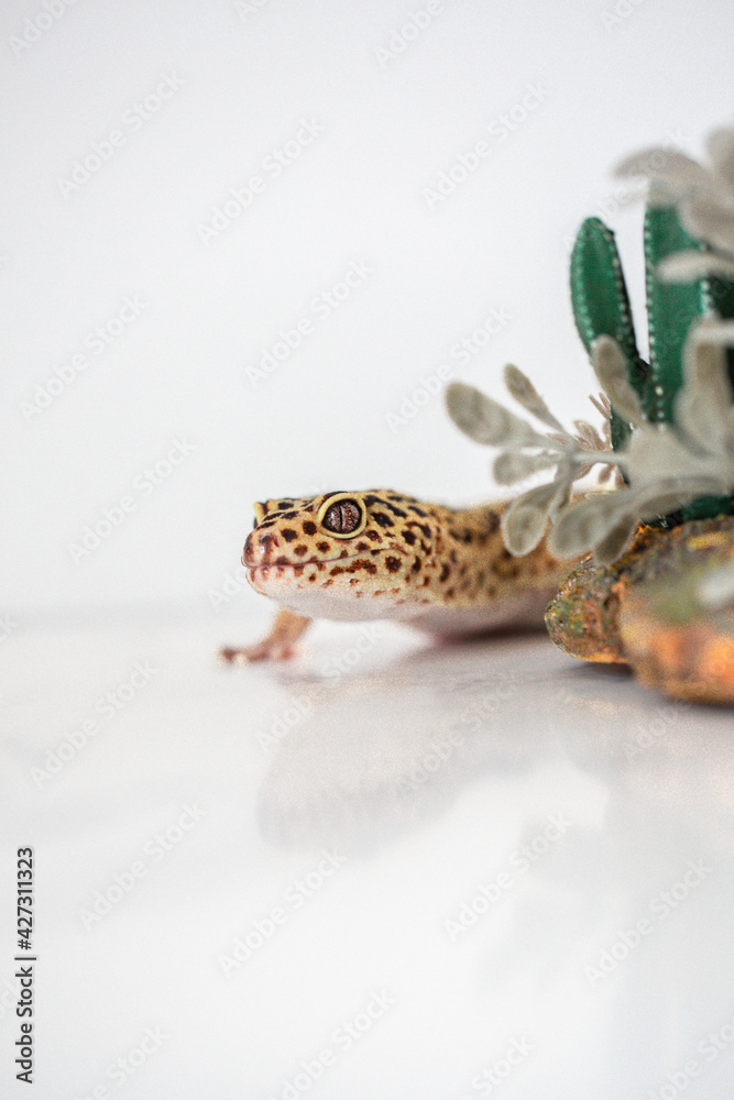 Obraz premium Leopard Spotted Gecko