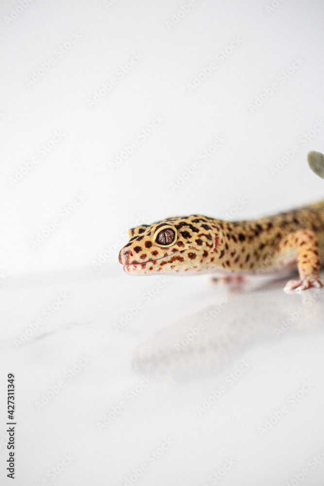 Leopard Spotted Gecko Leopard Spotted Gecko