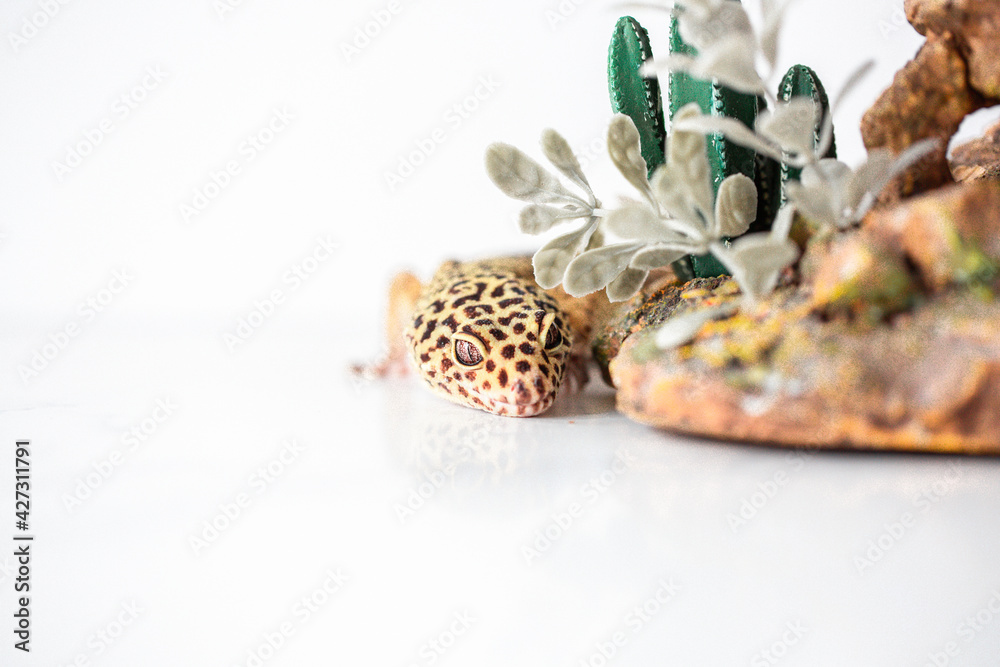 Fototapeta premium Leopard Spotted Gecko