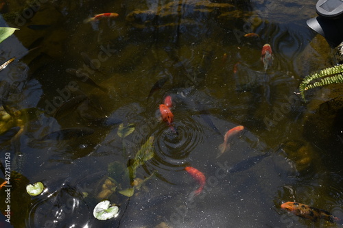 Canvastavla estanque de peces