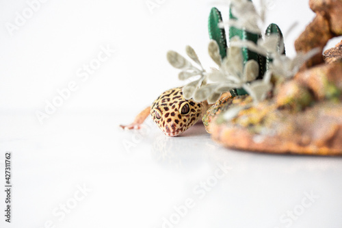 Fototapeta Naklejka Na Ścianę i Meble -  Leopard Spotted Gecko