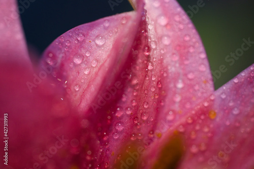A macro shot of an oriental pink lily.