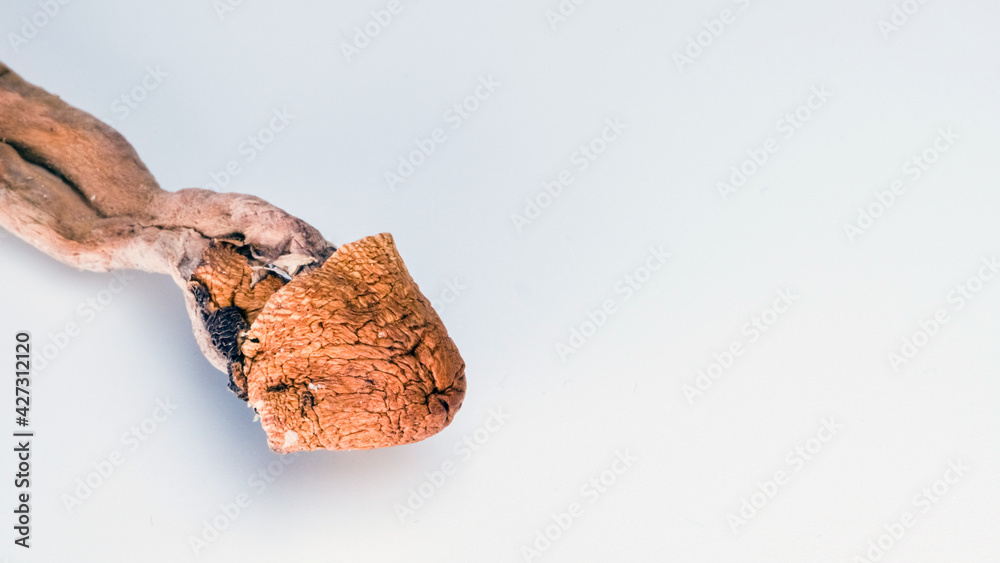 Magic Mushrooms on white background. Psilocybin compound laboratory research. Magic Mushrooms on white background. Psilocybin compound laboratory research.