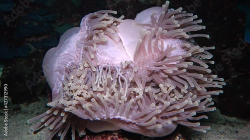 (Heteractis magnifica) The magnificent sea anemone, also known as the Ritteri anemone photo