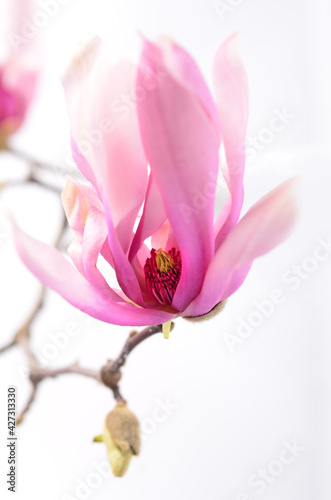 Magnolia flowers on a branch. White background