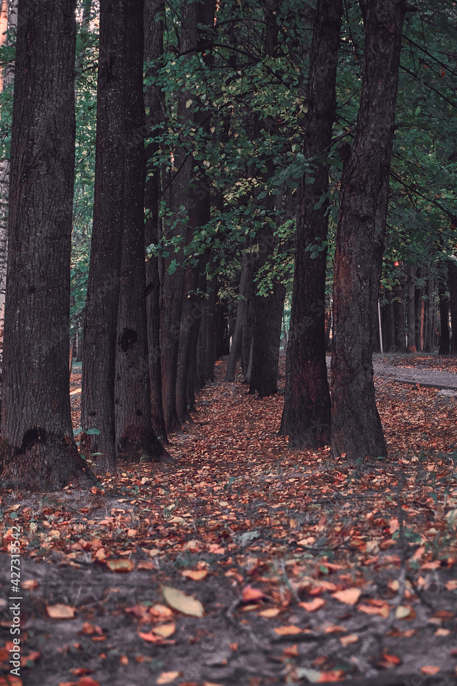 Trees are planted in a row. Recreation park, autumn foliage, autumn forest, place for walking and entertainment. Trees are planted in a row. Recreation park, autumn foliage, autumn forest, place for walking and entertainment.