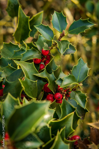 American Holly Tree