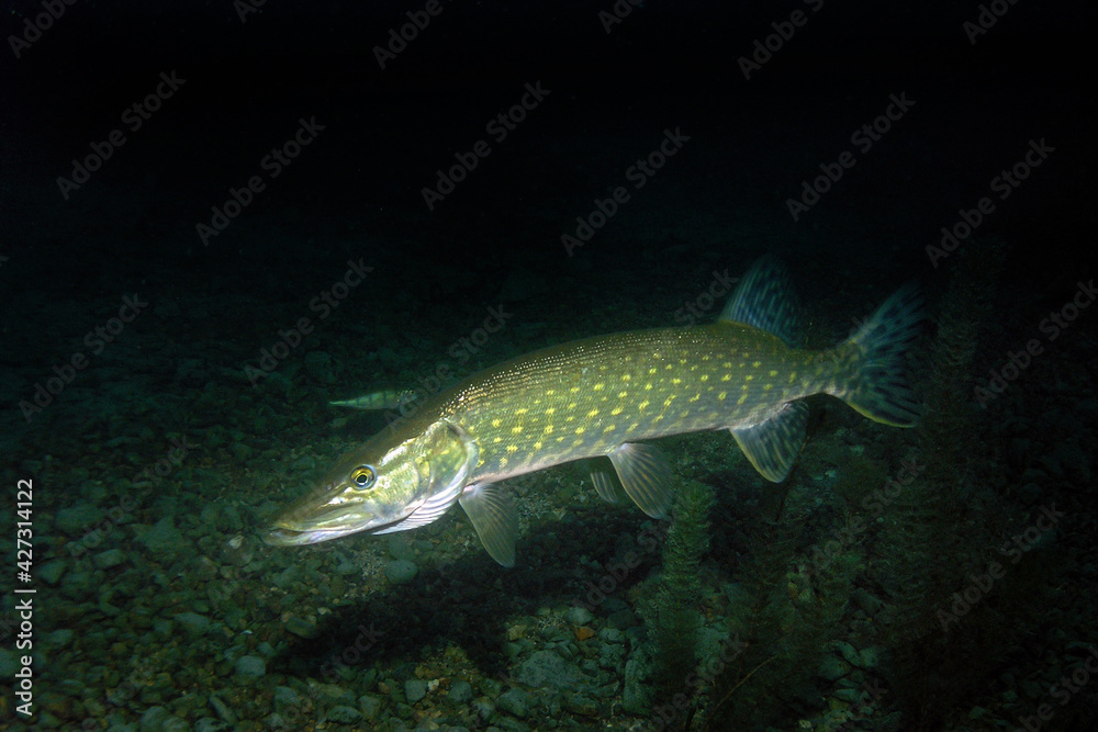 Fototapeta premium Pike in Zakrzowek - artificial lake in Cracow, Poland