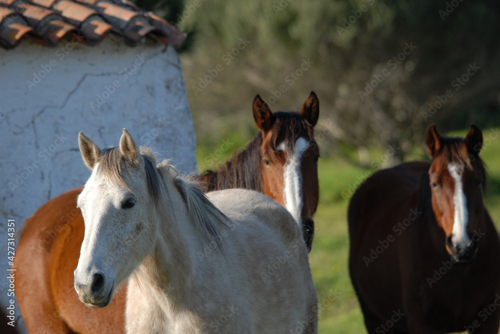Fototapeta premium Cavalli