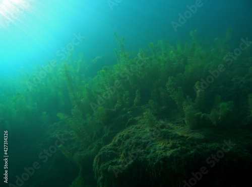 Canadian waterweed in Zakrzowek - artificial lake in Cracow, Poland