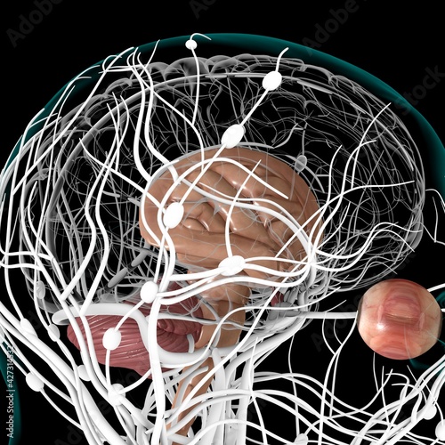Human Brain inner parts Anatomy For Medical Concept 3D Rendering