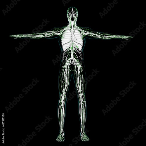 Human Lymph Nodes Anatomy For Medical Concept 3D Rendering © mybox
