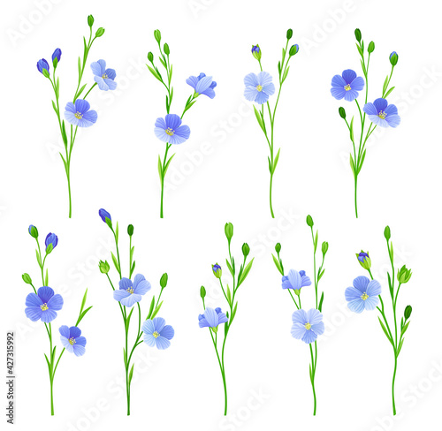 Flax or Linseed as Cultivated Flowering Plant Specie with Pale Blue Flowers on Stem Vector Set