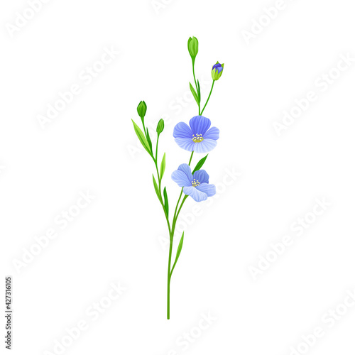 Flax or Linseed as Cultivated Flowering Plant Specie with Blue Flowers on Stem Vector Illustration