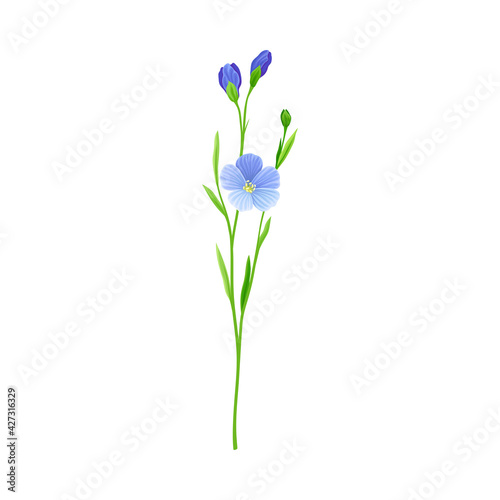 Blue Flax or Linseed Flowers with Five Petals as Cultivated Flowering Plant Specie Vector Illustration