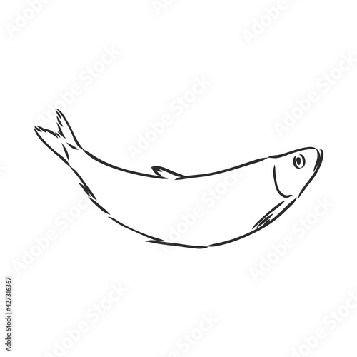 Pilchard. Ink sketch of sardine. Small herring. Hand drawn vector illustration of fish isolated on white background. Retro style.