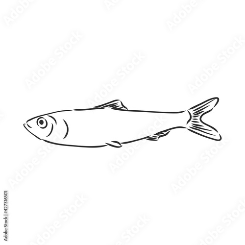 Pilchard. Ink sketch of sardine. Small herring. Hand drawn vector illustration of fish isolated on white background. Retro style.
