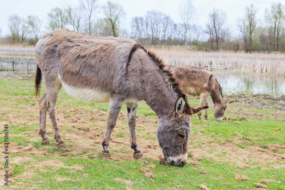 Donkeys grazing on pasture, domestic animal , Balkan donkey, nature landscape, livestock, spring day Donkeys grazing on pasture, domestic animal , Balkan donkey, nature landscape, livestock, spring day