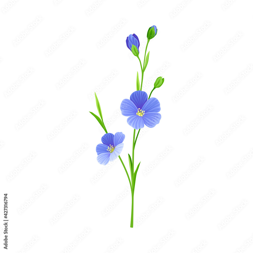 Blue Common Flax or Linseed Cultivated Flowering Plant Specie Vector Illustration