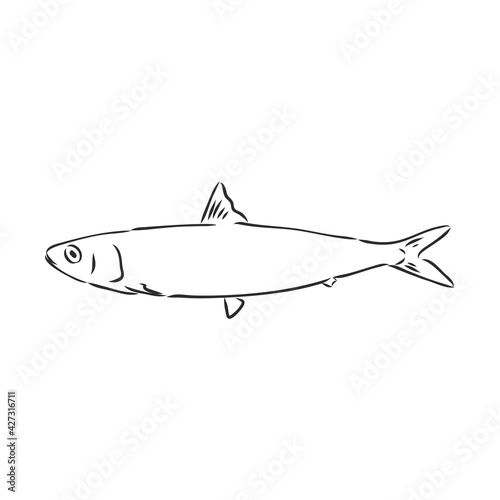 Pilchard. Ink sketch of sardine. Small herring. Hand drawn vector illustration of fish isolated on white background. Retro style.
