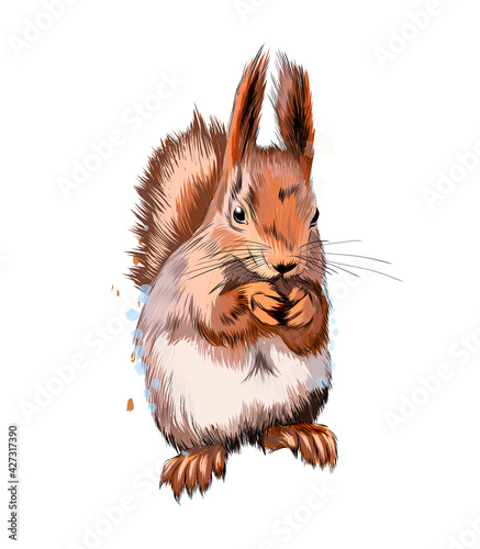 Eurasian red squirrel from a splash of watercolor, colored drawing, realistic. Vector illustration of paints