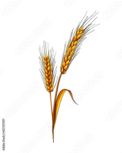 Ears of wheat from a splash of watercolor, colored drawing, realistic. Vector illustration of paints