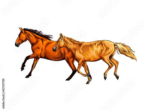 Two horses run gallop from a splash of watercolor  hand drawn sketch. Vector illustration of paints