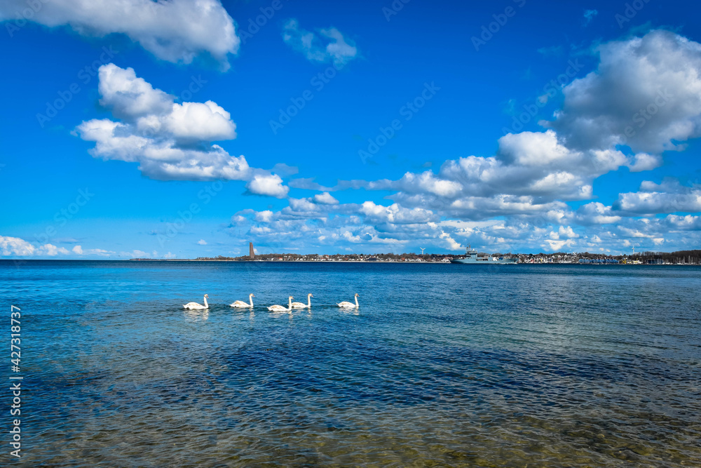 Schwäne schwimmen in der Kieler Bucht mit Blick auf Laboe