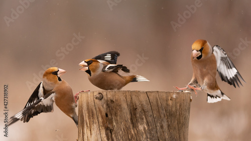 Hawfinch Coccothraustes coccothraustes. Songbirds fight on the feeder for food in winter