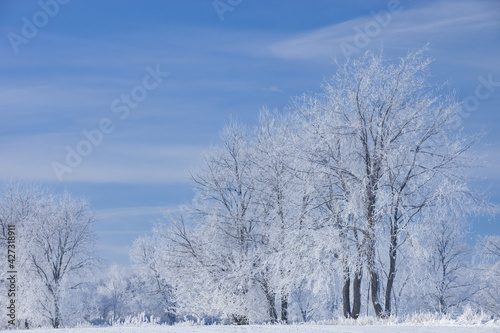 Winter landscape of frosted trees in a rural setting, Michigan, USA