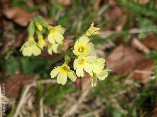 Gelbe Echte Schl  sselblume  Primula veris