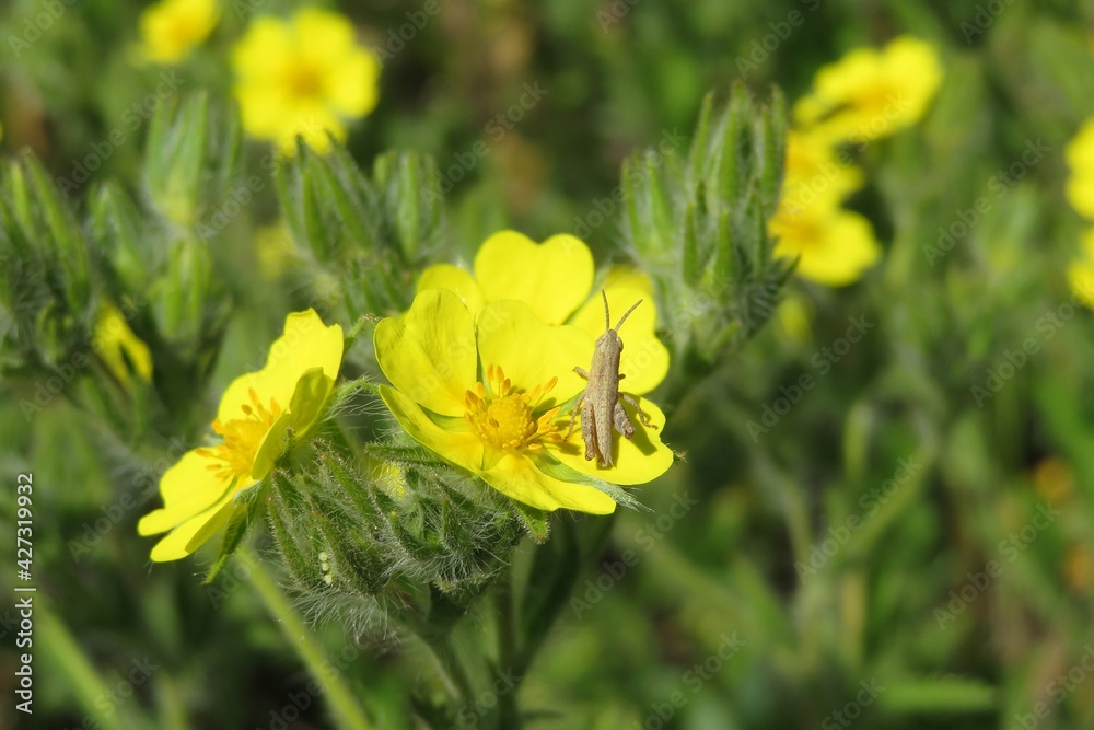 Grasshopper on yellow flower in the meadow - obrazy, fototapety, plakaty 