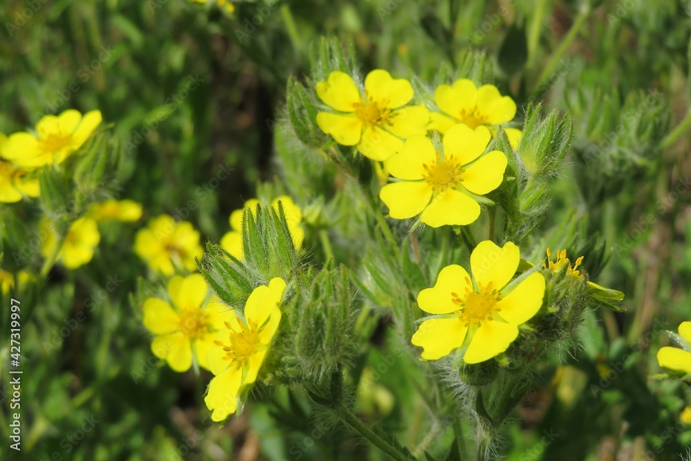 Yellow potentilla flowers in spring on green leaves background  - obrazy, fototapety, plakaty 