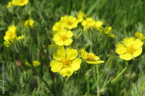 Bild auf Leinwand Yellow Potentilla flowers in the meadow, closeup