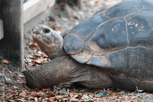 Image of a Beautiful Galapos Turtle Tortoise  photo