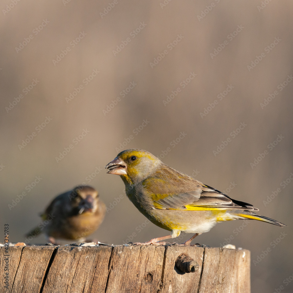 European greenfinch Chloris chloride or common greenfinch is a small songbird European greenfinch Chloris chloride or common greenfinch is a small songbird