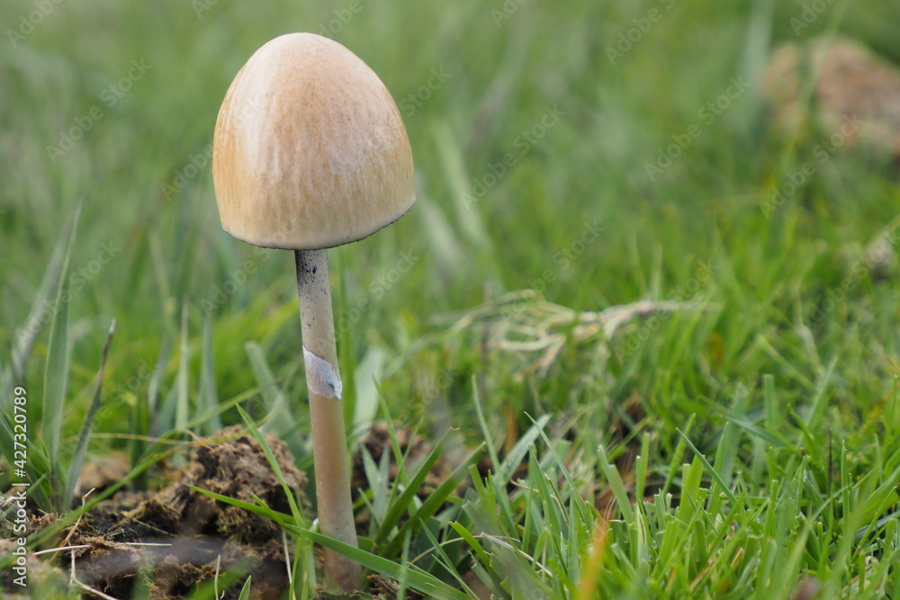 common ink cap in the grass