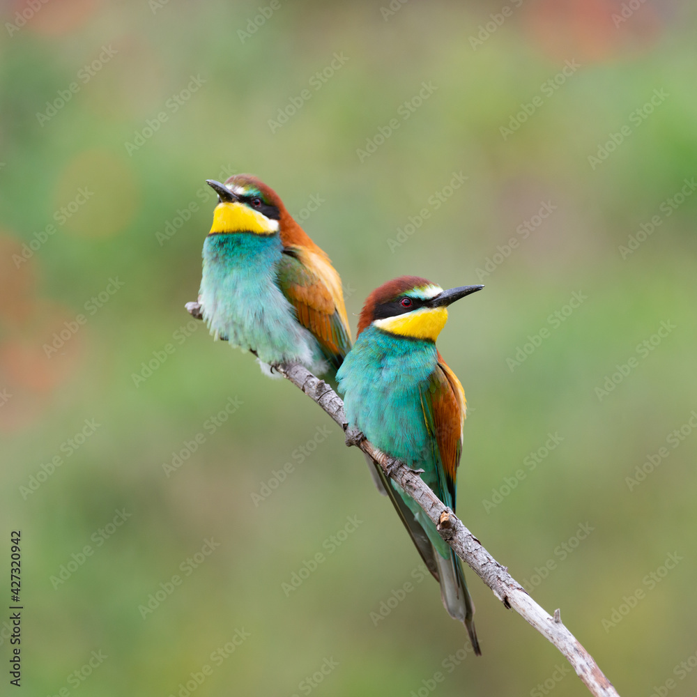Two European bee eater Merops apiaster sits on a branch Two European bee eater Merops apiaster sits on a branch