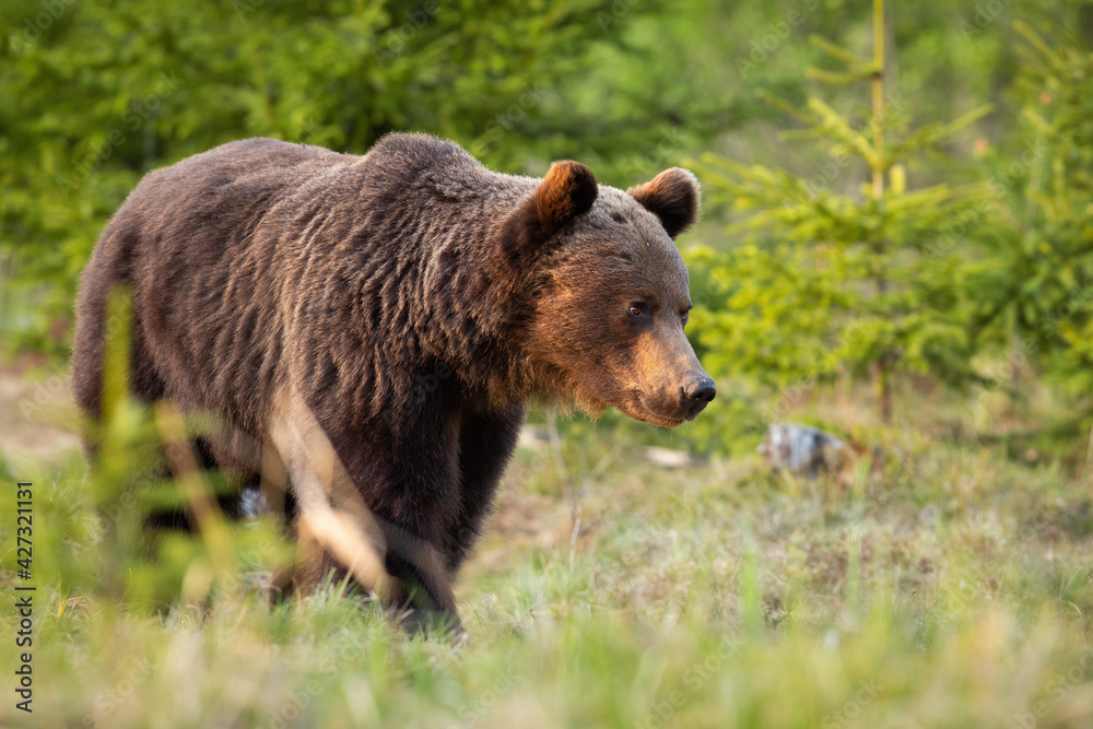 Brown bear walking in woodland in summertime nature Brown bear walking in woodland in summertime nature
