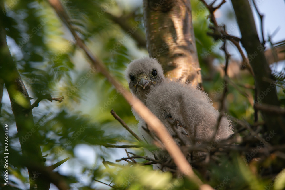 Common Kestrel Falco tinnunculus chicks in the nest Common Kestrel Falco tinnunculus chicks in the nest