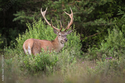 Red deer looking in woodland in summertime nature.