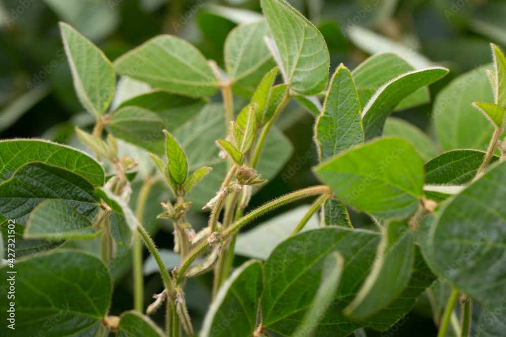 Soy flowers in sunny field. Green growing soybeans Soy flowers in sunny field. Green growing soybeans
