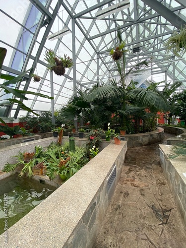 Botanical garden, big palms, succulents photo