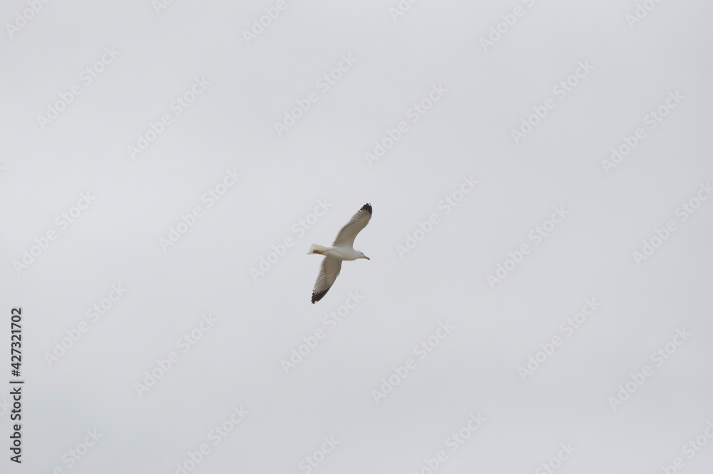 bird bird