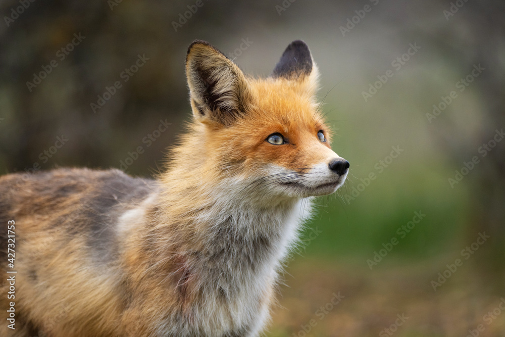 Red fox Vulpes vulpes in the wild