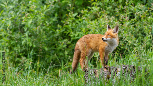 Attentive red fox cub walking on the tree stump in the green forest © WildMedia