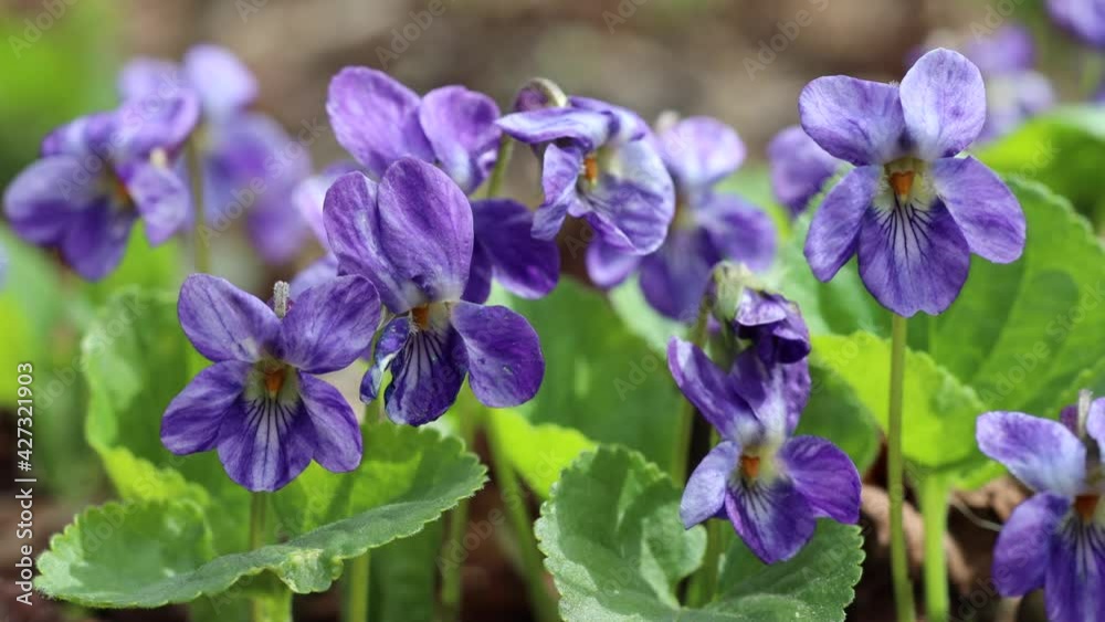 Viola or Forest Violet flowers hanging on the wind in macro closeup Viola or Forest Violet flowers hanging on the wind in macro closeup