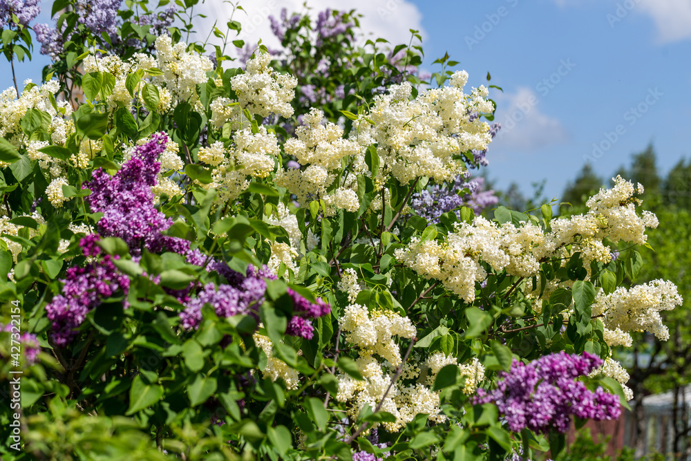 Blooming yellow lilac Primrose Syringa vulgaris 