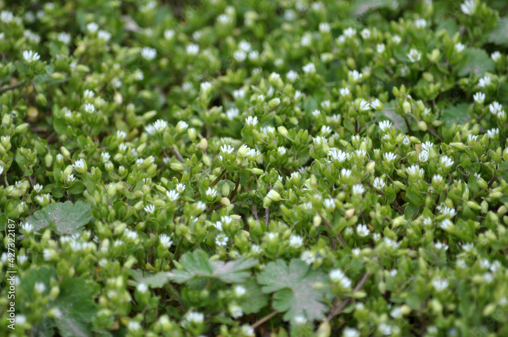 In the spring, Stellaria media grows in nature