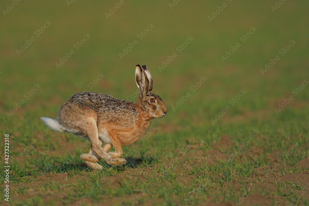 Fototapeta premium hare is running in the beautiful light ,european wildlife, wild animal in the nature habitat, , lepus europaeus